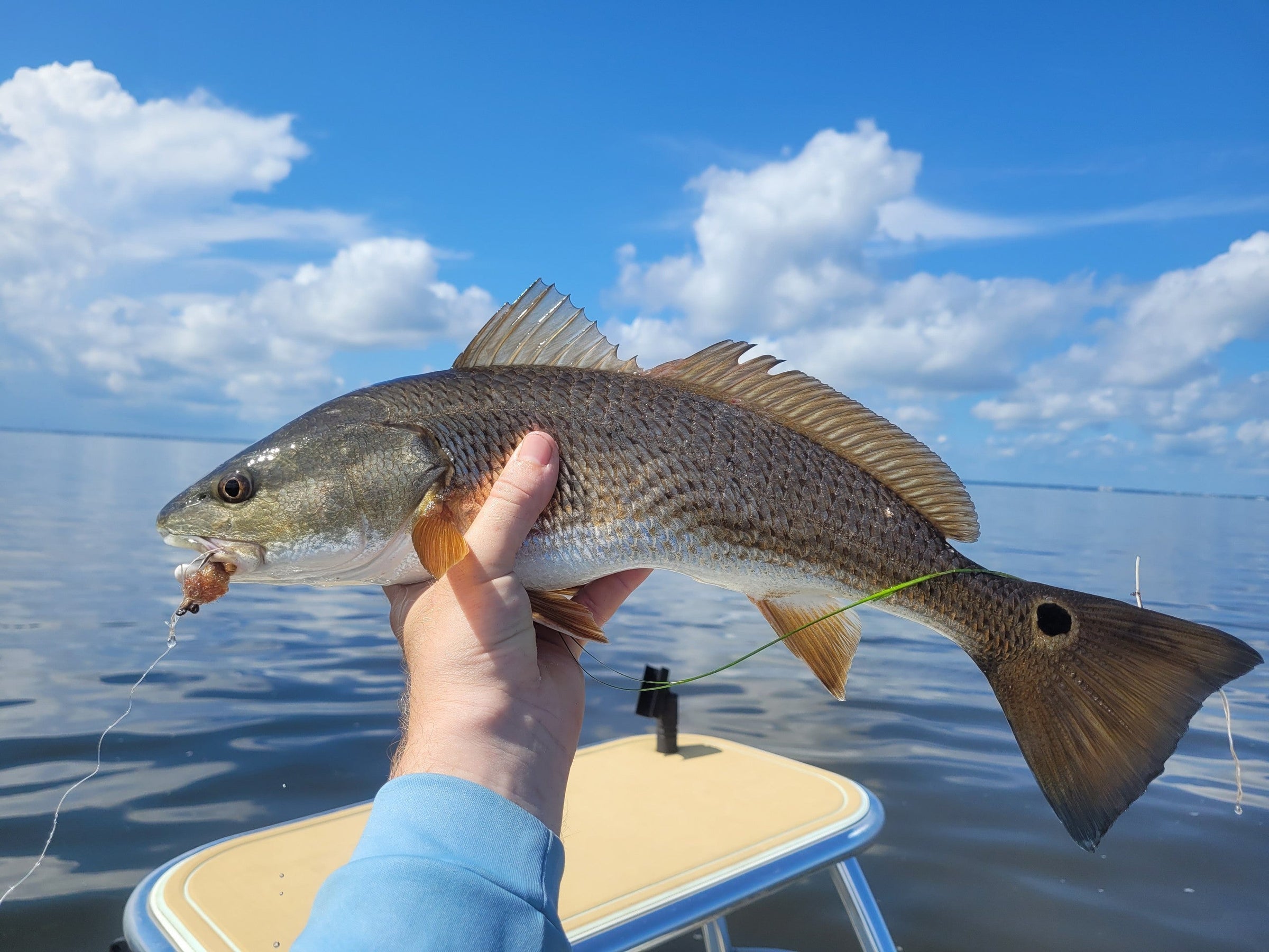 Redfish caught on a Clouser Crab Snack