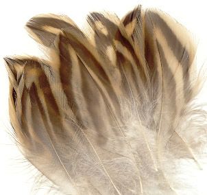 Hen Mallard Flank Feathers