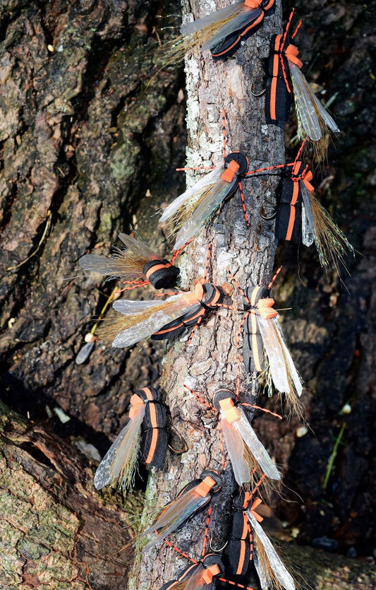 Cicada