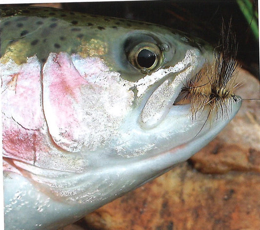 Clouser's Drake (Brown or Green)