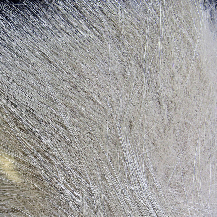 Cabello de zorro ártico