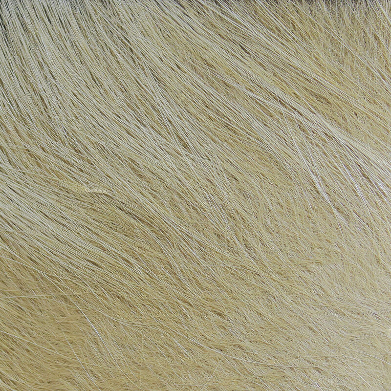 Cabello de zorro ártico