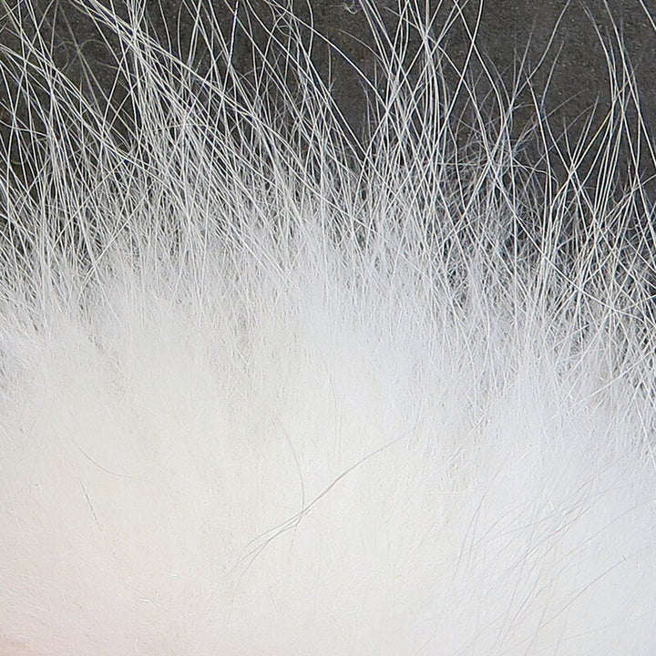Cabello de zorro ártico