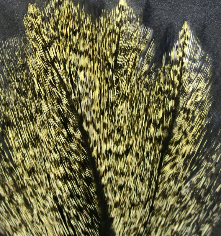 Coq De Leon Feathers