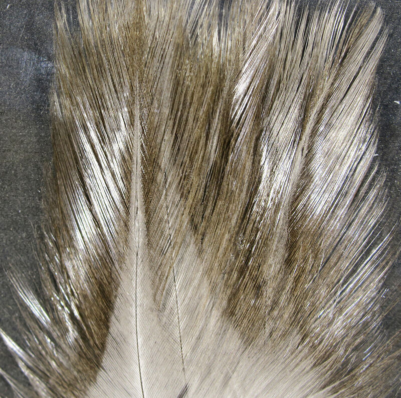 Coq De Leon Feathers