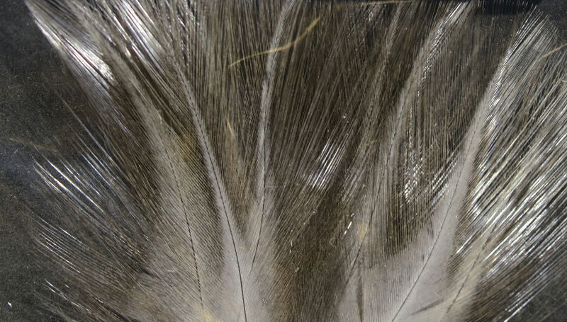 Coq De Leon Feathers