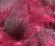 Teal Flank Feathers