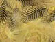 Teal Flank Feathers